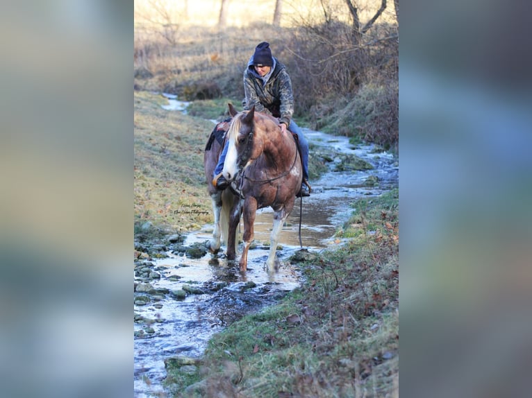 Paint Horse Merrie 7 Jaar 150 cm Gevlekt-paard in Peosta