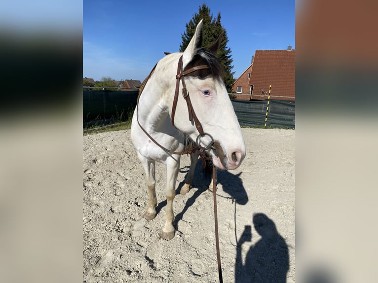 Paint Horse Merrie 7 Jaar 152 cm Tovereo-alle-kleuren in Hessisch Oldendorf