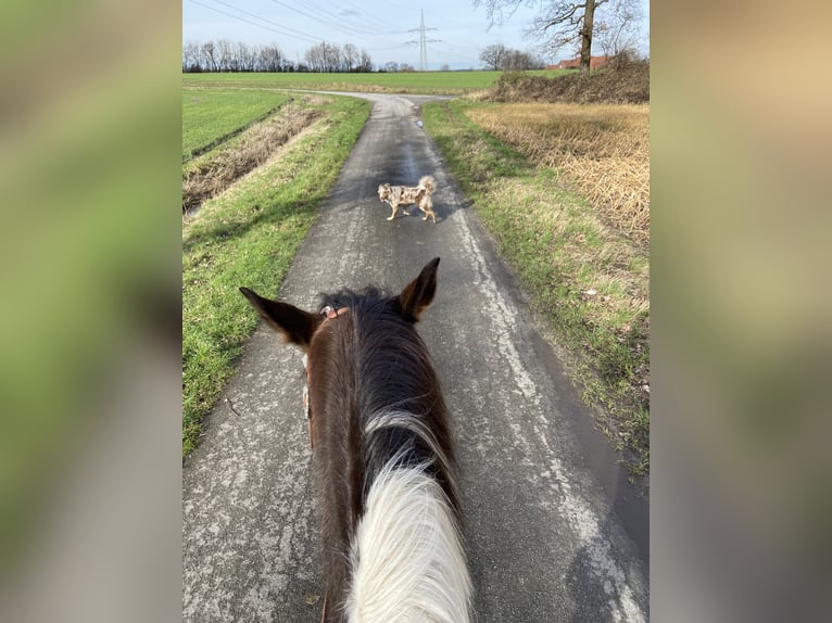 Paint Horse Mix Merrie 7 Jaar 154 cm Gevlekt-paard in Ascheberg