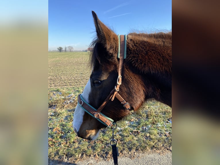 Paint Horse Mix Merrie 7 Jaar 154 cm Gevlekt-paard in Ascheberg