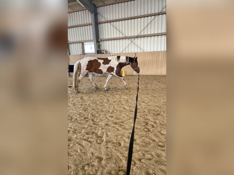 Paint Horse Mix Merrie 7 Jaar 154 cm Gevlekt-paard in Ascheberg