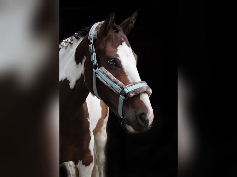 Paint Horse Mix Merrie 7 Jaar 154 cm Gevlekt-paard in Ascheberg