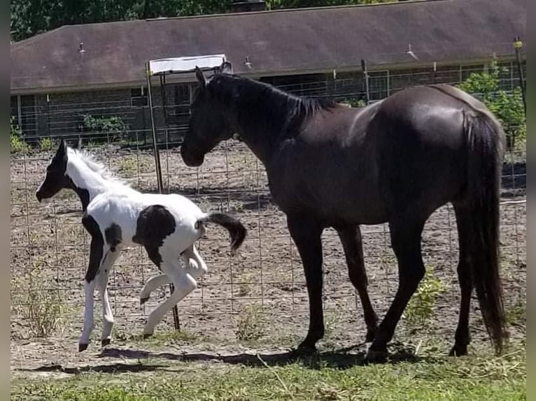 Paint Horse Merrie 7 Jaar 157 cm Gevlekt-paard in Macon