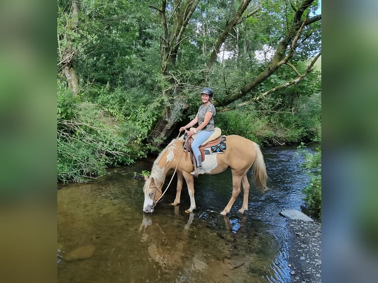 Paint Horse Merrie 7 Jaar 160 cm Palomino in Arzfeld Paint Horse Merrie 7 Jaar 160 cm Palomino in Arzfeld