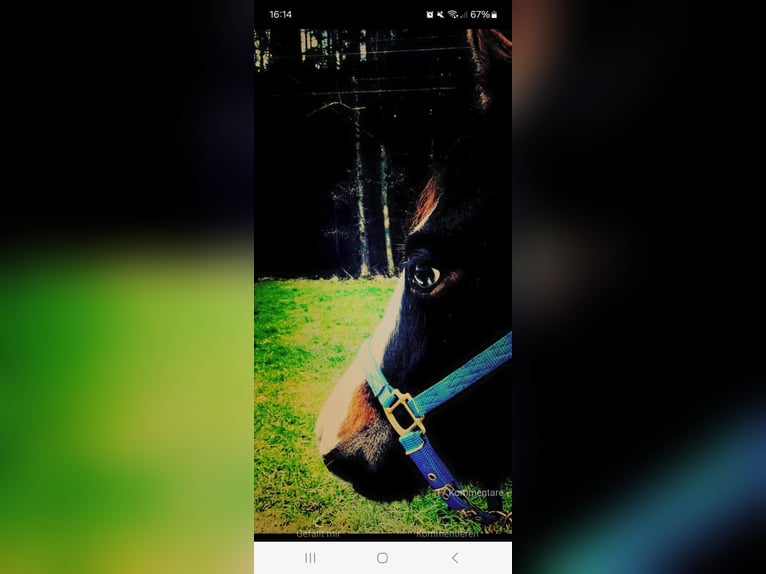 Paint Horse Merrie 7 Jaar 162 cm Zwartbruin in Pranzing