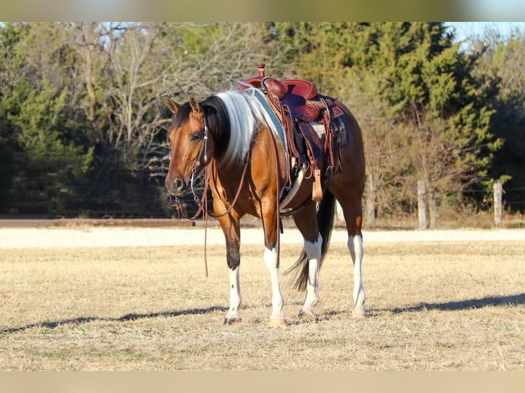 Paint Horse Merrie 7 Jaar Falbe in Burleson, TX