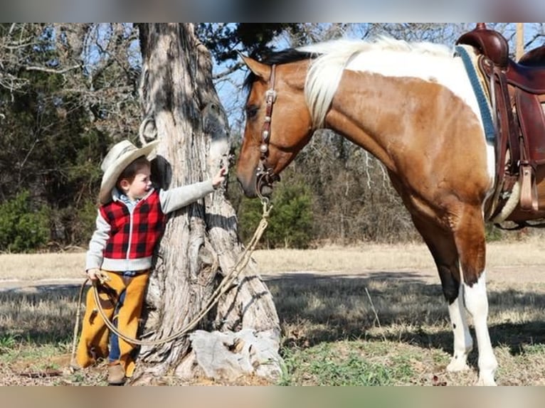 Paint Horse Merrie 7 Jaar Falbe in Burleson, TX