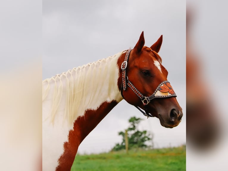 Paint Horse Merrie 7 Jaar Gevlekt-paard in Dundee