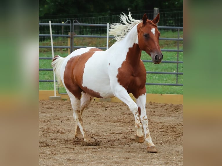 Paint Horse Merrie 7 Jaar Gevlekt-paard in Dundee