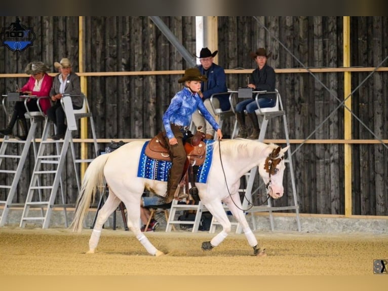 Paint Horse Merrie 7 Jaar Tovereo-alle-kleuren in Missen-Wilhams