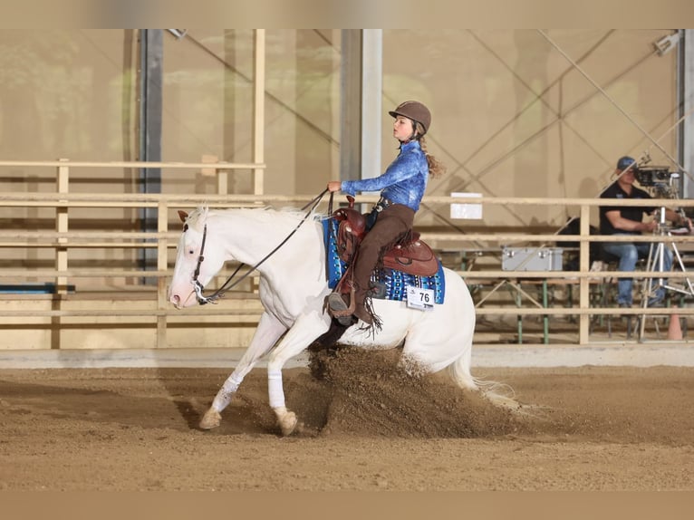 Paint Horse Merrie 7 Jaar Tovereo-alle-kleuren in Missen-Wilhams