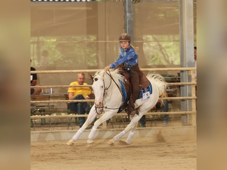 Paint Horse Merrie 7 Jaar Tovereo-alle-kleuren in Missen-Wilhams