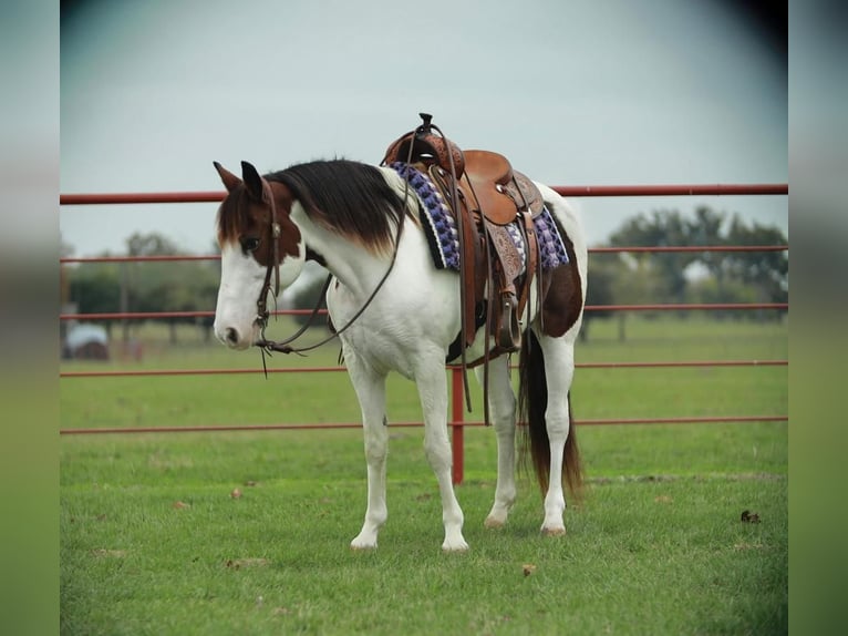 Paint Horse Merrie 8 Jaar 142 cm Gevlekt-paard in Grand Saline