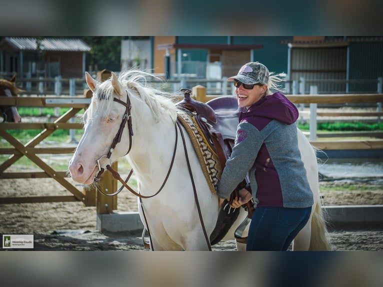 Paint Horse Merrie 8 Jaar 144 cm Gevlekt-paard in Elmlohe