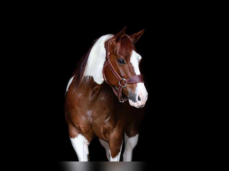 Paint Horse Merrie 8 Jaar 147 cm Roodvos in Argyle, TX