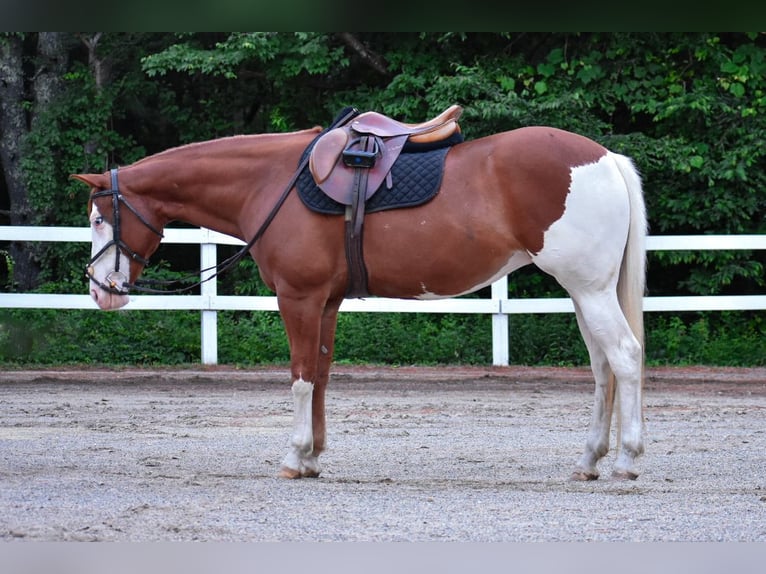 Paint Horse Merrie 8 Jaar 152 cm Donkere-vos in Middleboro