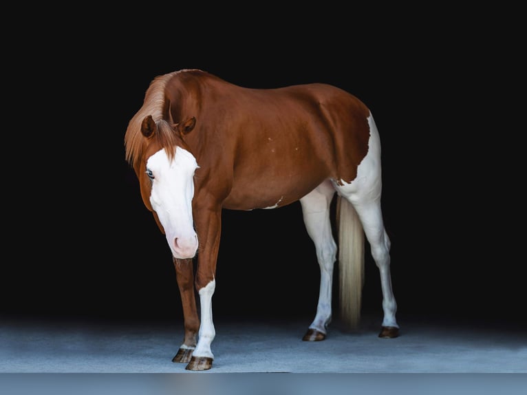 Paint Horse Merrie 8 Jaar 152 cm Donkere-vos in Middleboro