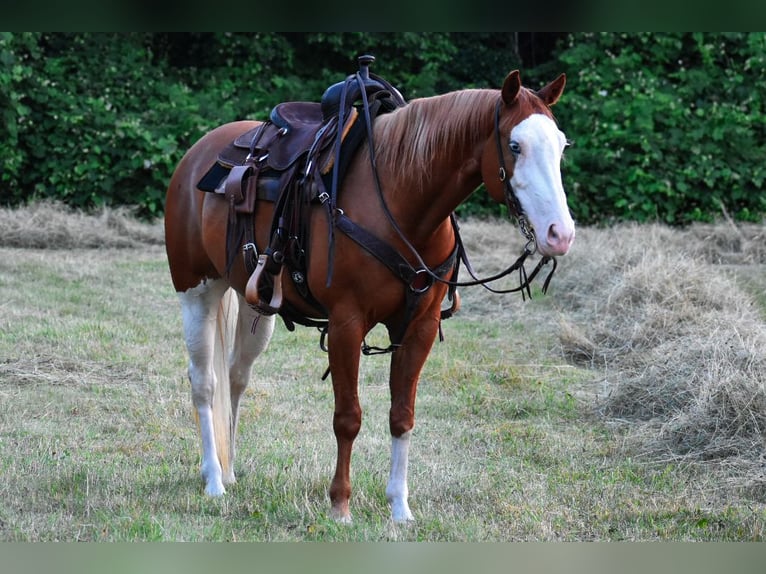 Paint Horse Merrie 8 Jaar 152 cm Donkere-vos in Middleboro