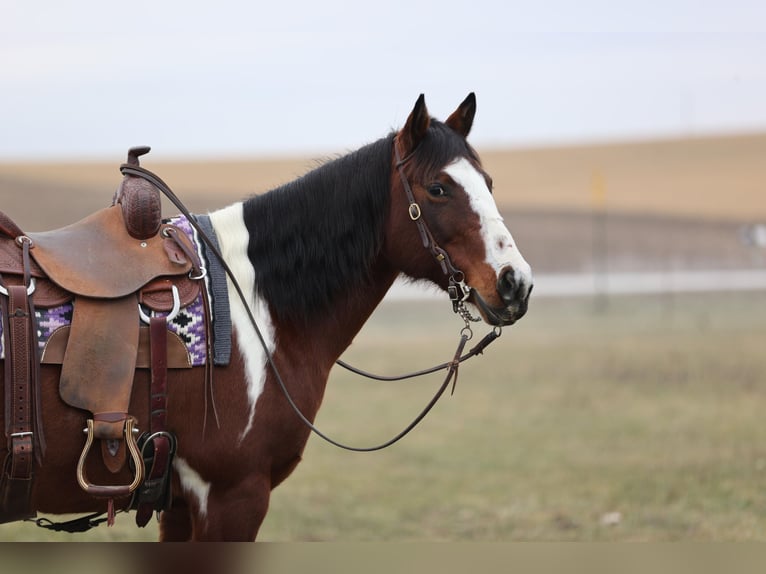 Paint Horse Merrie 8 Jaar 152 cm Gevlekt-paard in Cannon Falls