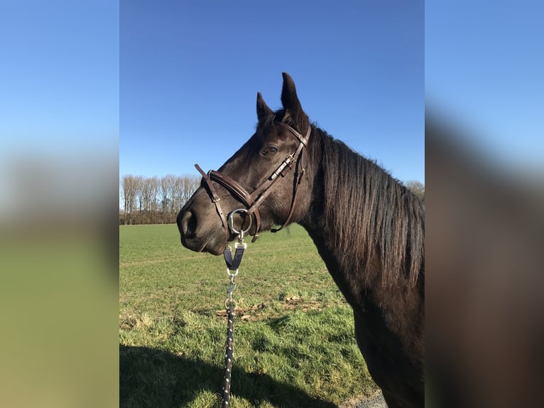 Paint Horse Merrie 8 Jaar 163 cm Zwartbruin in Oelde