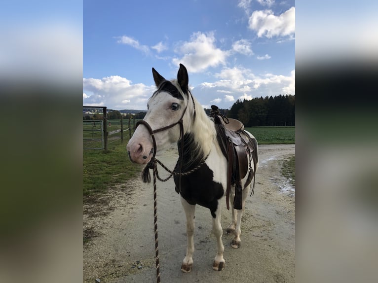 Paint Horse Mix Merrie 9 Jaar 142 cm Gevlekt-paard in Tirschenreuth