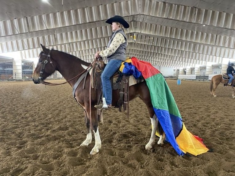 Paint Horse Merrie 9 Jaar 142 cm Tobiano-alle-kleuren in Nunn