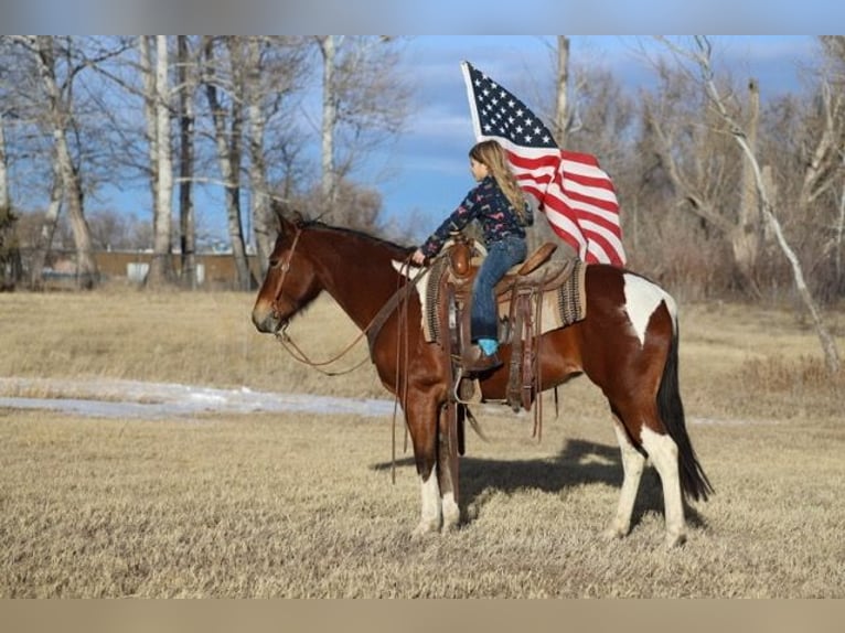 Paint Horse Merrie 9 Jaar 142 cm Tobiano-alle-kleuren in Nunn