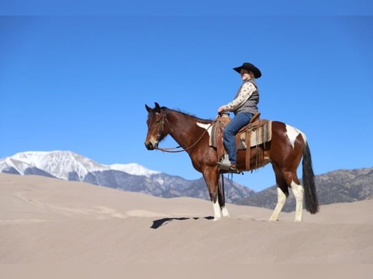 Paint Horse Merrie 9 Jaar 142 cm Tobiano-alle-kleuren in Nunn