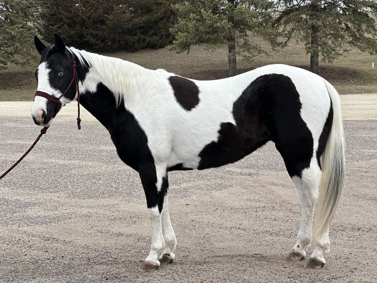 Paint Horse Merrie 9 Jaar 145 cm Gevlekt-paard in Cannon Falls