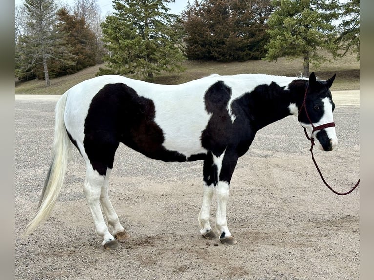Paint Horse Merrie 9 Jaar 145 cm Gevlekt-paard in Cannon Falls