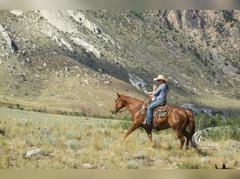 Paint Horse Merrie 9 Jaar 145 cm Roodvos in Cody, WY