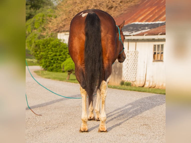 Paint Horse Merrie 9 Jaar 155 cm Gevlekt-paard in Dundee