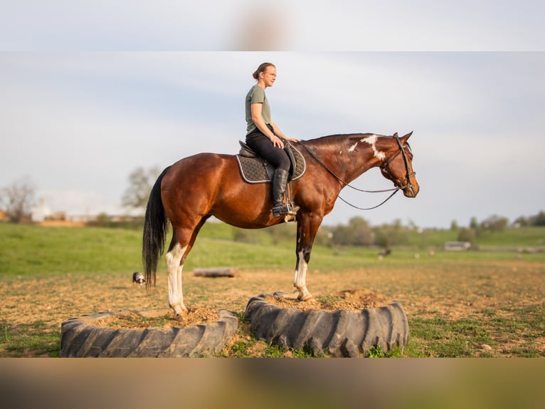 Paint Horse Merrie 9 Jaar 155 cm Gevlekt-paard in Dundee