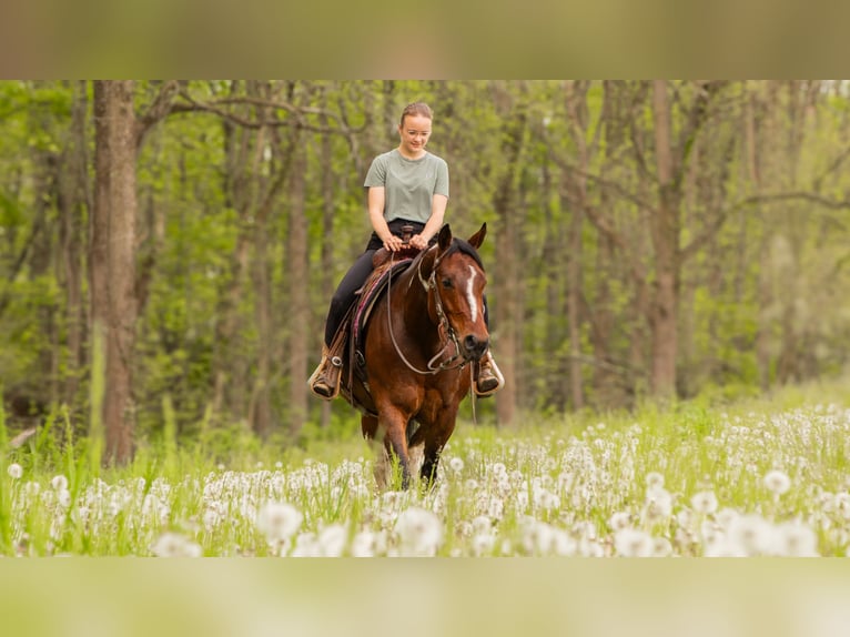 Paint Horse Merrie 9 Jaar 155 cm Gevlekt-paard in Dundee