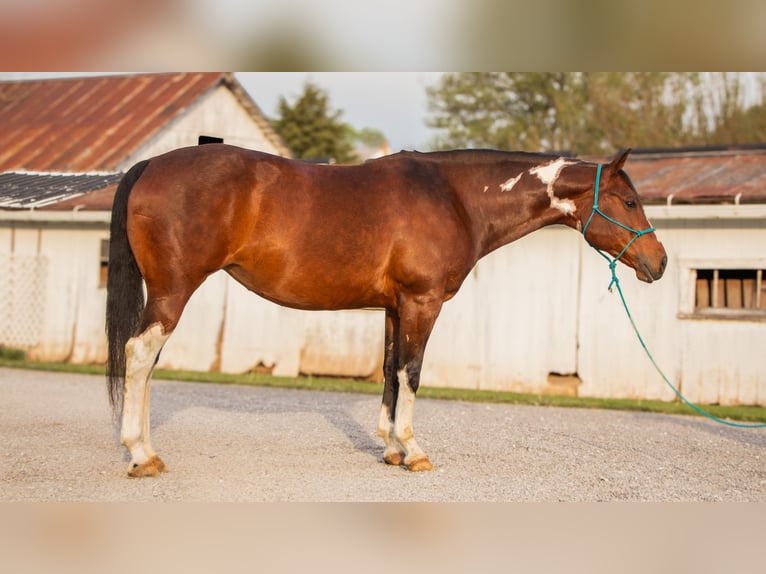 Paint Horse Merrie 9 Jaar 155 cm Gevlekt-paard in Dundee