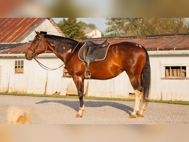 Paint Horse Merrie 9 Jaar 155 cm Gevlekt-paard in Dundee