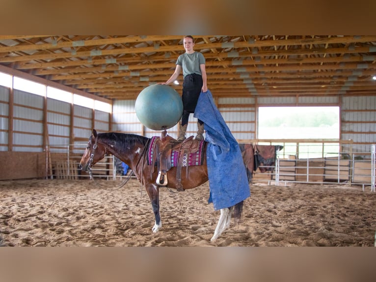 Paint Horse Merrie 9 Jaar 155 cm Gevlekt-paard in Dundee