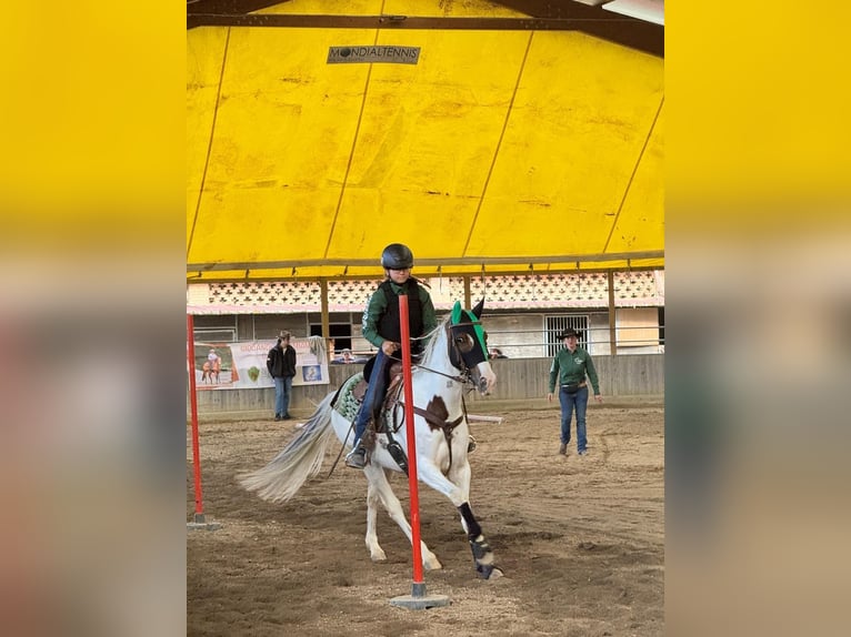 Paint Horse Merrie 9 Jaar 156 cm Tobiano-alle-kleuren in Mombello