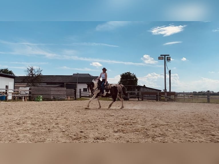 Paint Horse Mix Merrie 9 Jaar 158 cm Gevlekt-paard in Staffling