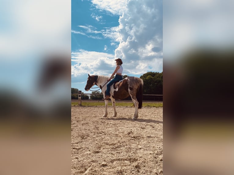 Paint Horse Mix Merrie 9 Jaar 158 cm Gevlekt-paard in Staffling