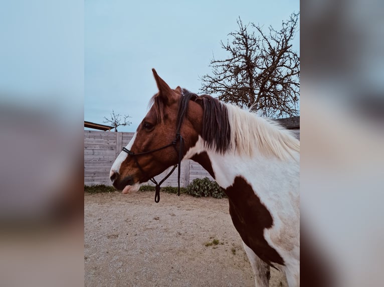 Paint Horse Mix Merrie 9 Jaar 158 cm Gevlekt-paard in Staffling