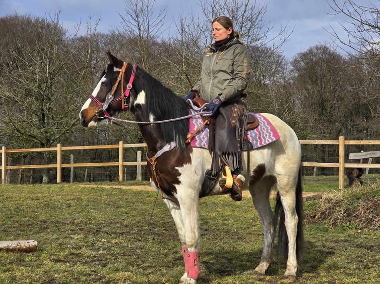 Paint Horse Merrie 9 Jaar 158 cm Gevlekt-paard in Linkenbach