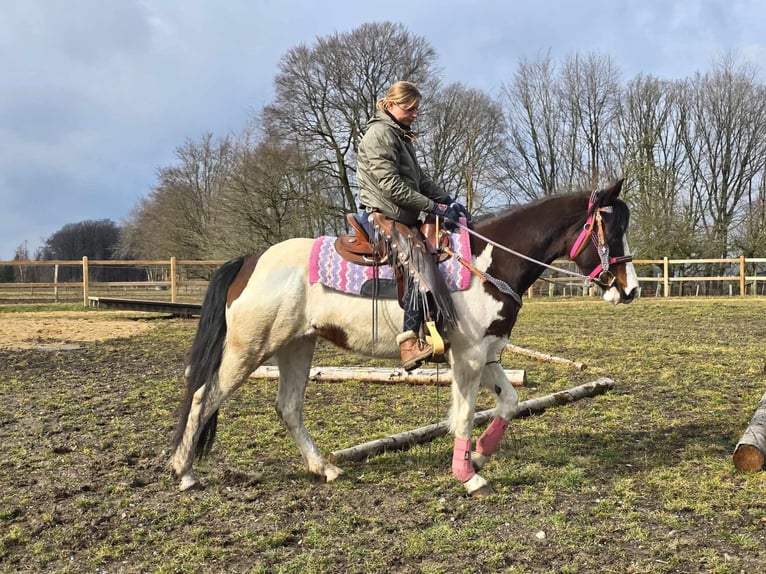 Paint Horse Merrie 9 Jaar 158 cm Gevlekt-paard in Linkenbach