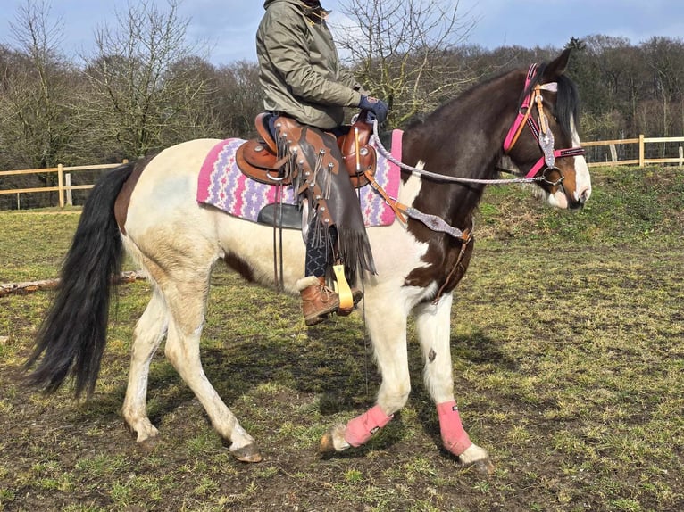 Paint Horse Merrie 9 Jaar 158 cm Gevlekt-paard in Linkenbach