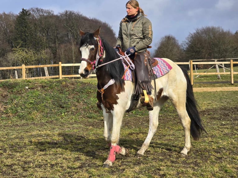 Paint Horse Merrie 9 Jaar 158 cm Gevlekt-paard in Linkenbach