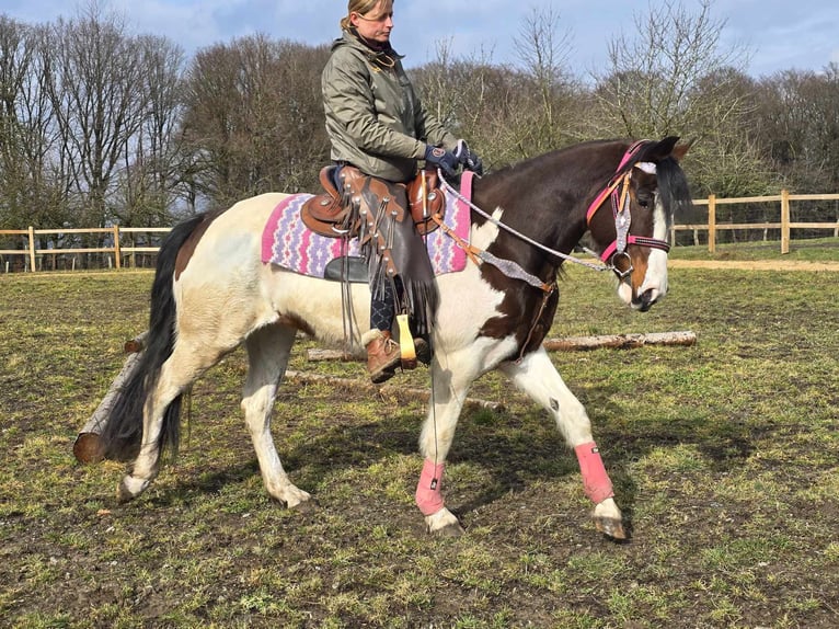 Paint Horse Merrie 9 Jaar 158 cm Gevlekt-paard in Linkenbach