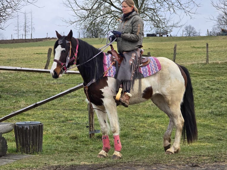 Paint Horse Merrie 9 Jaar 158 cm Gevlekt-paard in Linkenbach