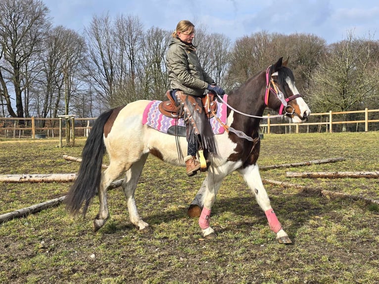 Paint Horse Merrie 9 Jaar 158 cm Gevlekt-paard in Linkenbach