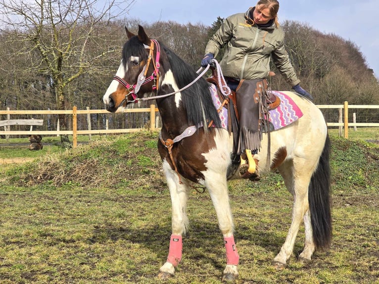 Paint Horse Merrie 9 Jaar 158 cm Gevlekt-paard in Linkenbach