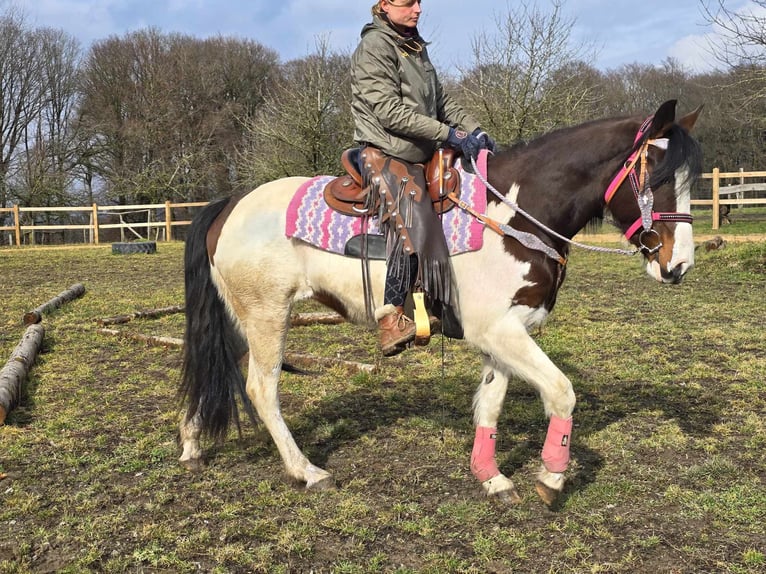 Paint Horse Merrie 9 Jaar 158 cm Gevlekt-paard in Linkenbach